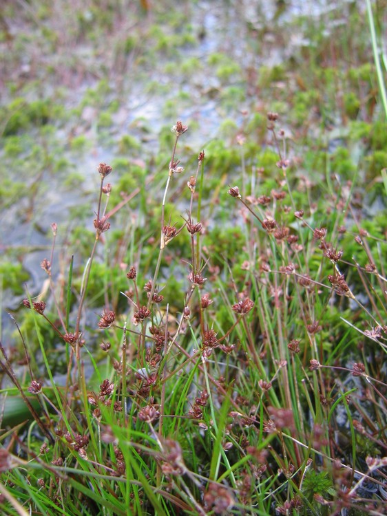 Juncus bulbosus